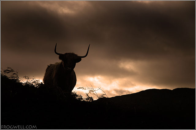 Highland Cow03.jpg